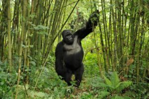 Rules of gorilla trekking