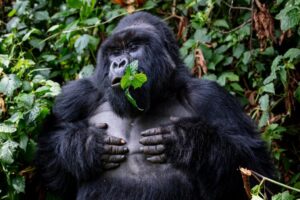 Rules of gorilla trekking