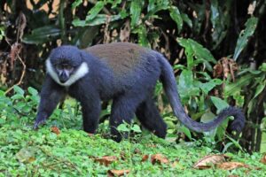 Wildlife in Kibale Forest National Park