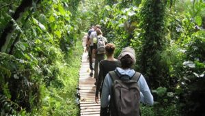 Kibale Forest National park