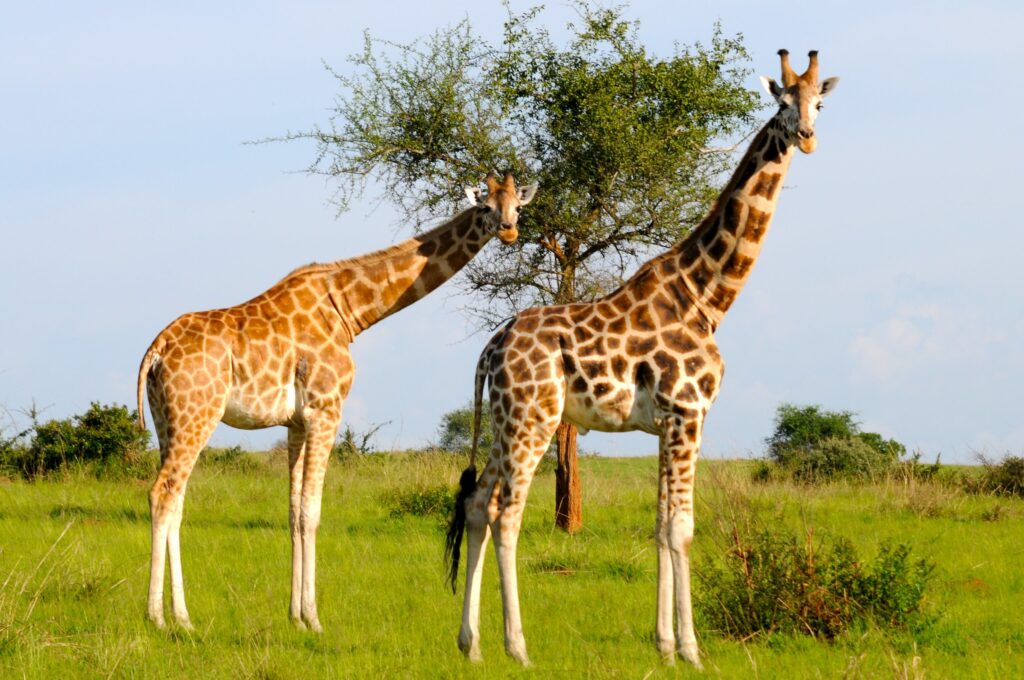 Lake Mburo National Park