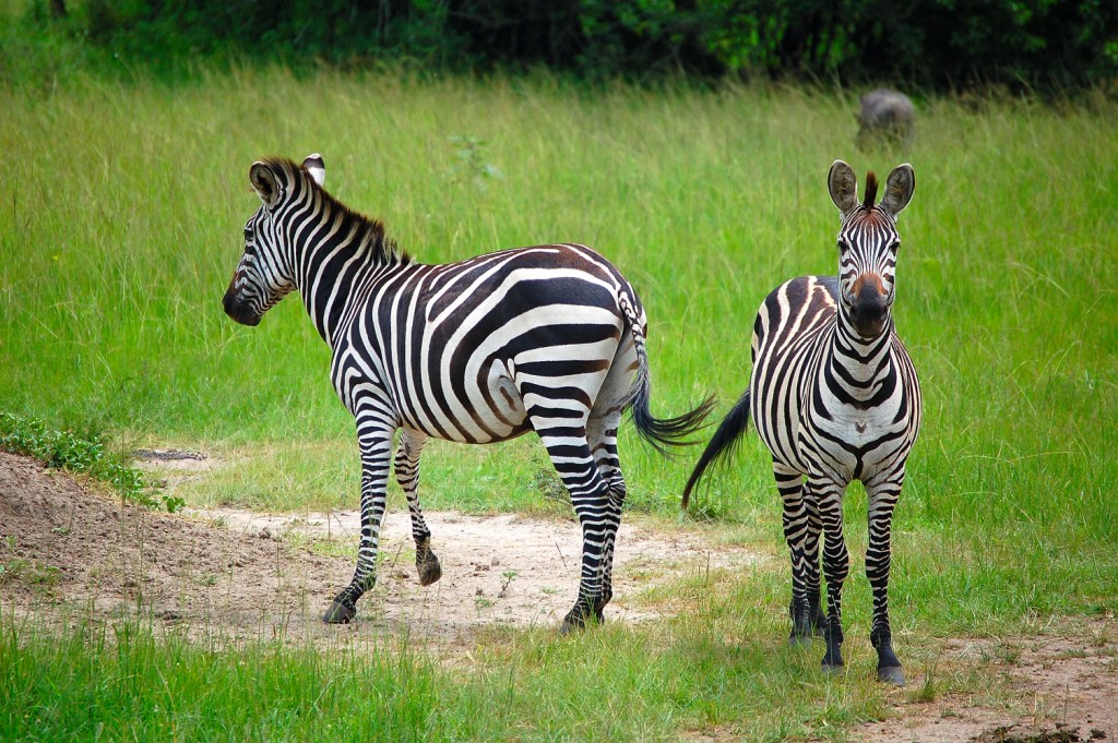 Lake Mburo National park