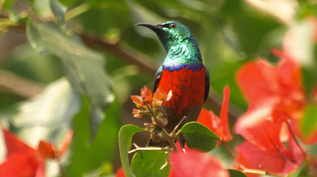 Bird watching in Mgahinga Gorilla park