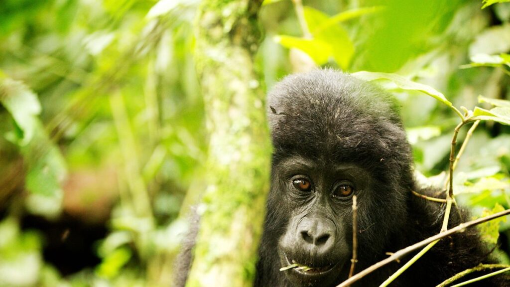 Mgahinga Gorilla National park