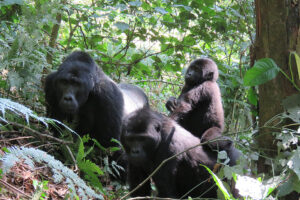 Gorilla Regions in Bwindi Forest