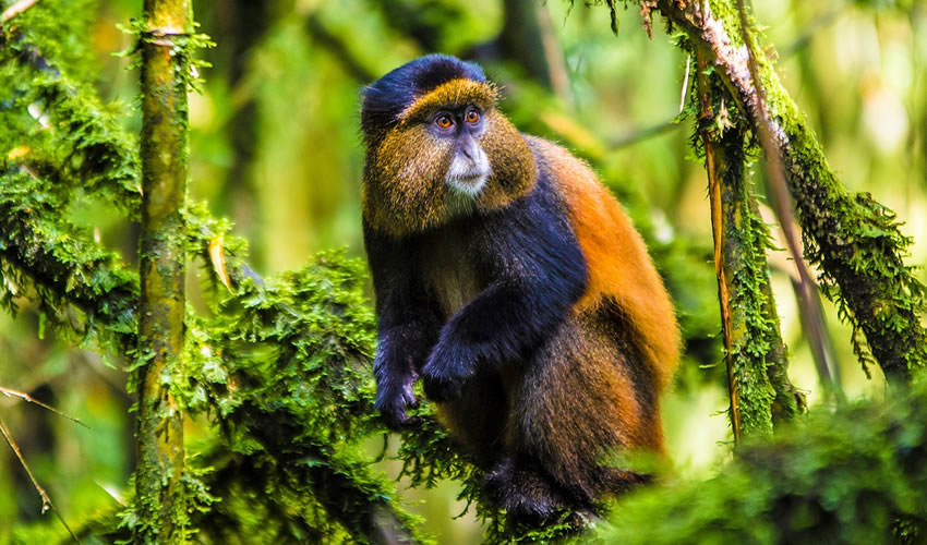 Rwanda primates Tour