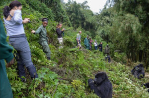 Uganda gorilla tours