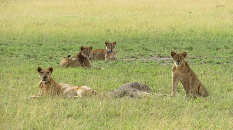 3 days Lion tracking in Queen Elizabeth park