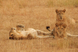 3 days Lion tracking experience on Queen Elizabeth