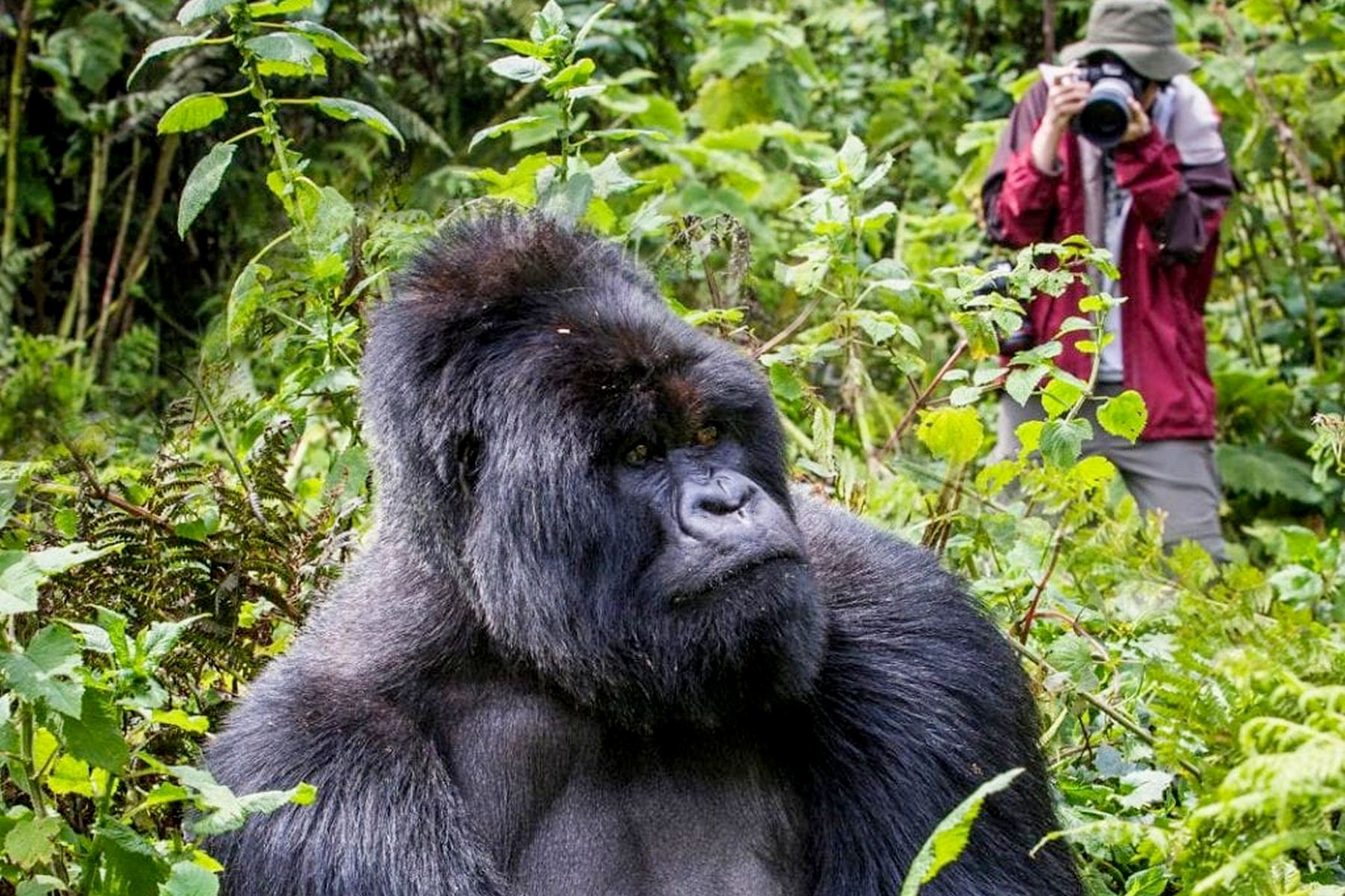 Uganda Gorilla Tours