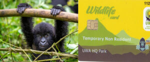 Uganda gorilla safari cost