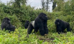 Gorilla Safaris in Africa