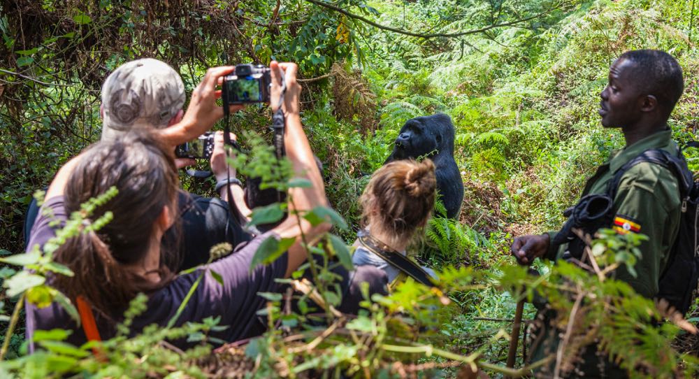 Gorilla habituation experience