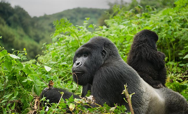 2024 Beginners Guide to Gorilla Tours Africa