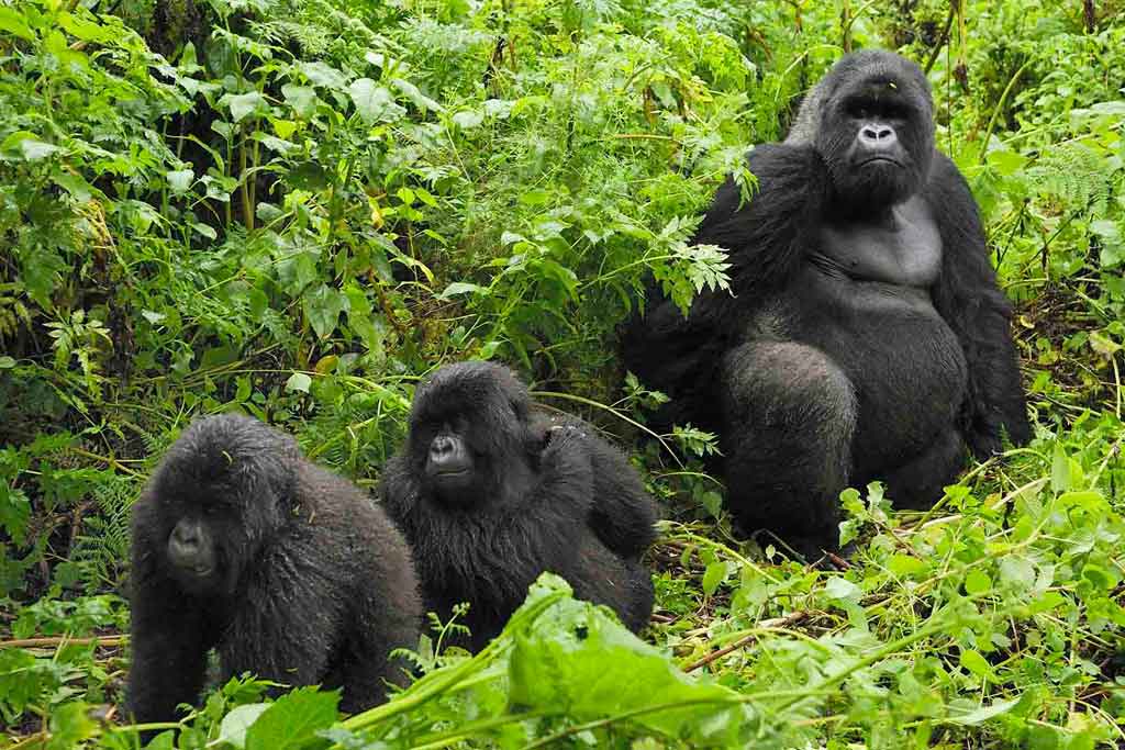 2025 Top 10 Travel Experiences in Uganda & Rwanda