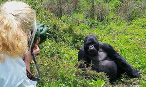 Gorilla trekking permits