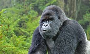 15 Facts  About Mountain Gorillas