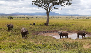 Best places for game safaris in Uganda