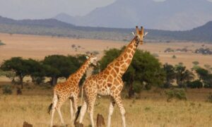 Wildlife in Pian Upe Game Reserve