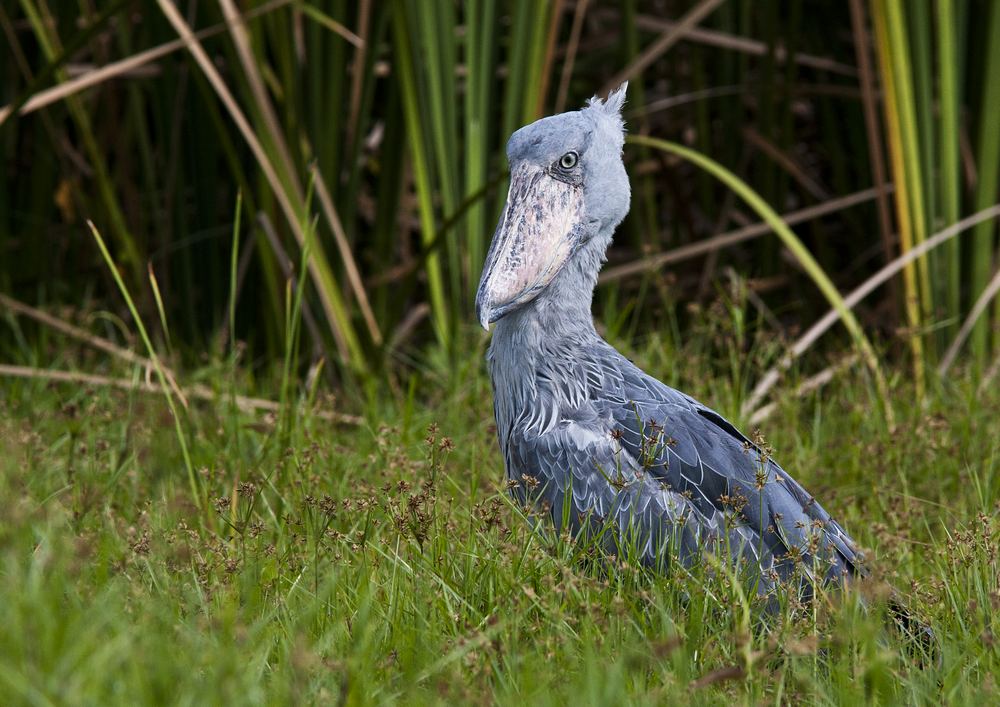 1 Day Mabamba Wetland