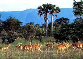 Game reserves in Uganda