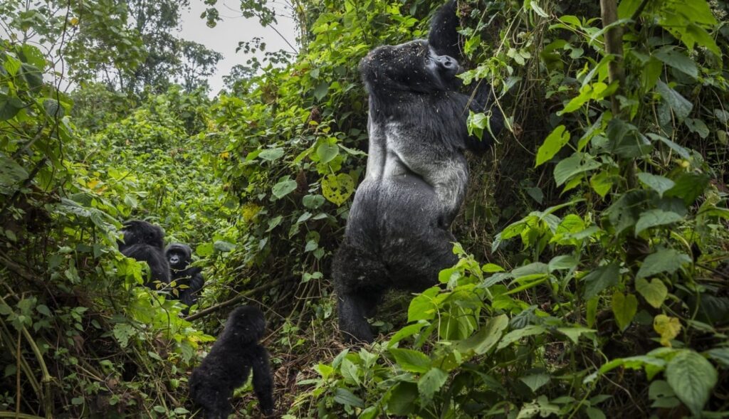 Gorilla trekking in Virunga Massif