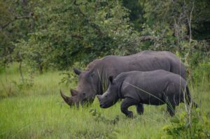 Uganda Rhino Tracking