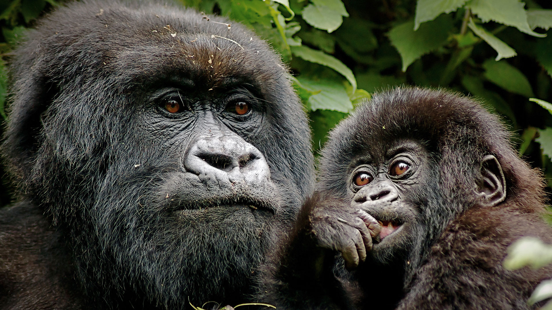 Best Places for Primate Trekking in Rwanda