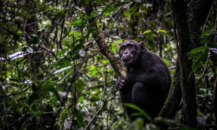 Best places for primate trekking in Rwanda