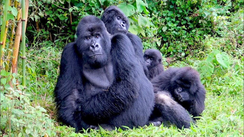 Best places for primate trekking in  Rwanda