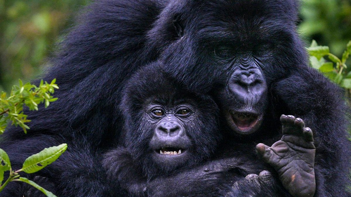 Why Trek Gorillas in Uganda