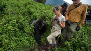 Why trek gorillas in Uganda