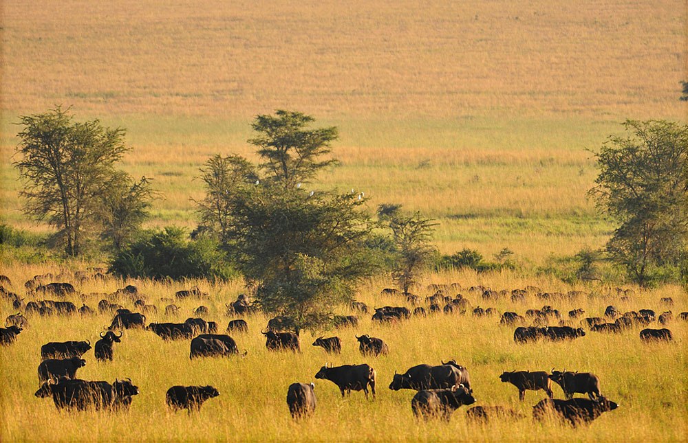 Open park Days in Uganda