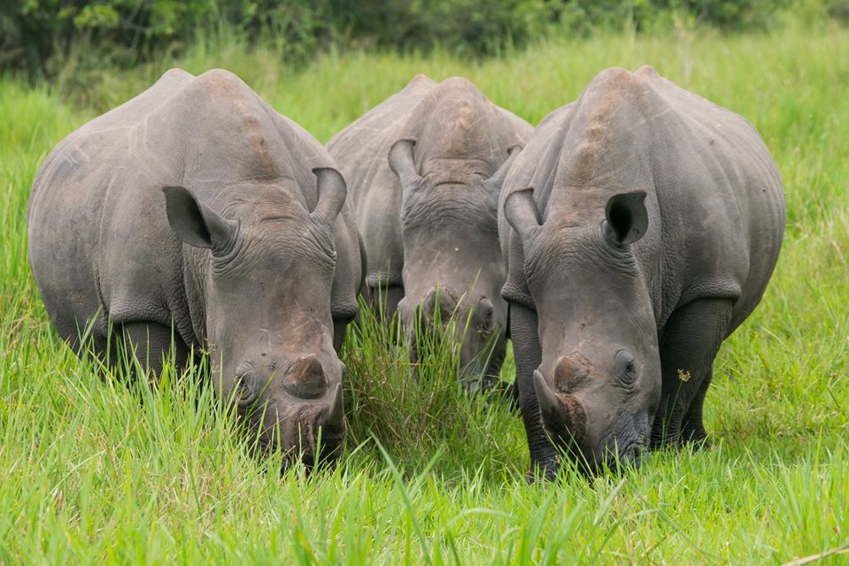 Ziwa Rhino Sanctuary