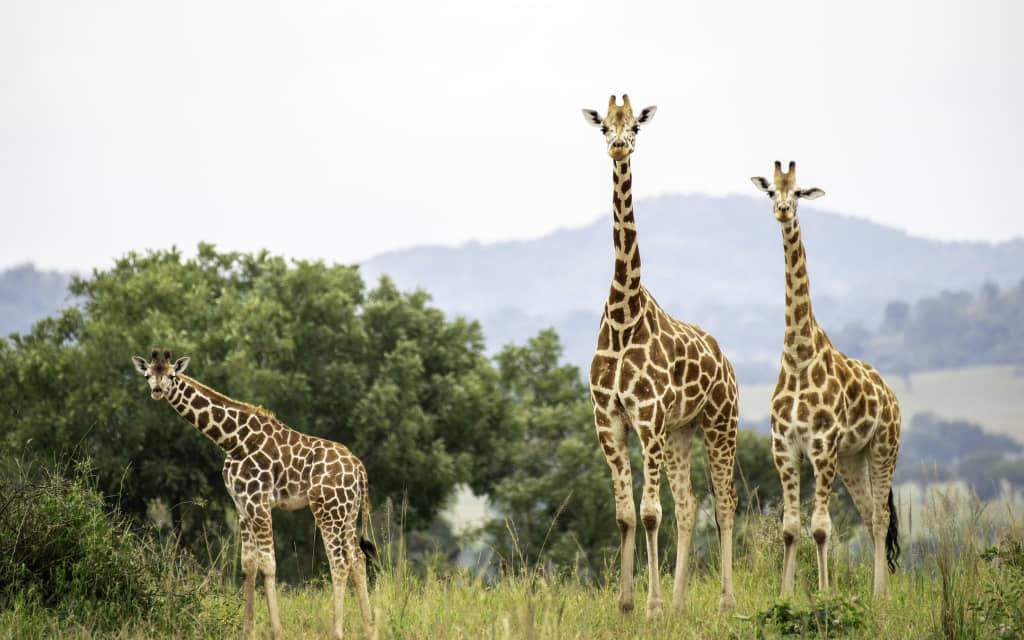 UWA Introduces Giraffes at Ziwa Rhino Sanactuary