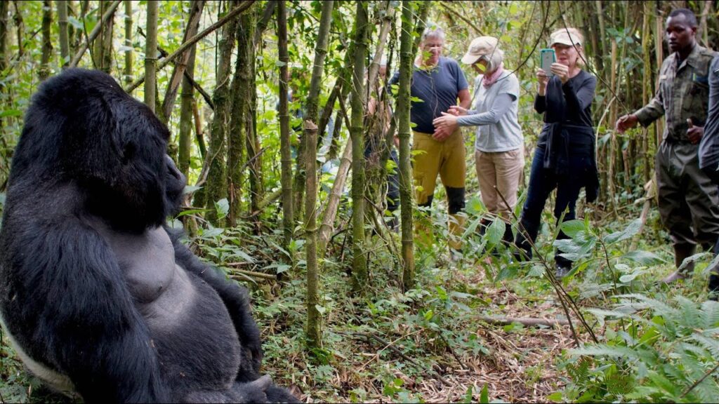 Gorilla trekking guide in wet season