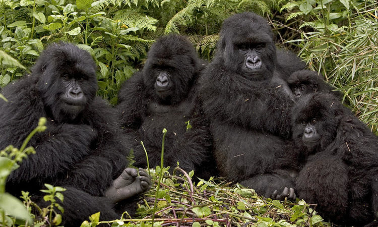 Gorilla families in Rushaga sector