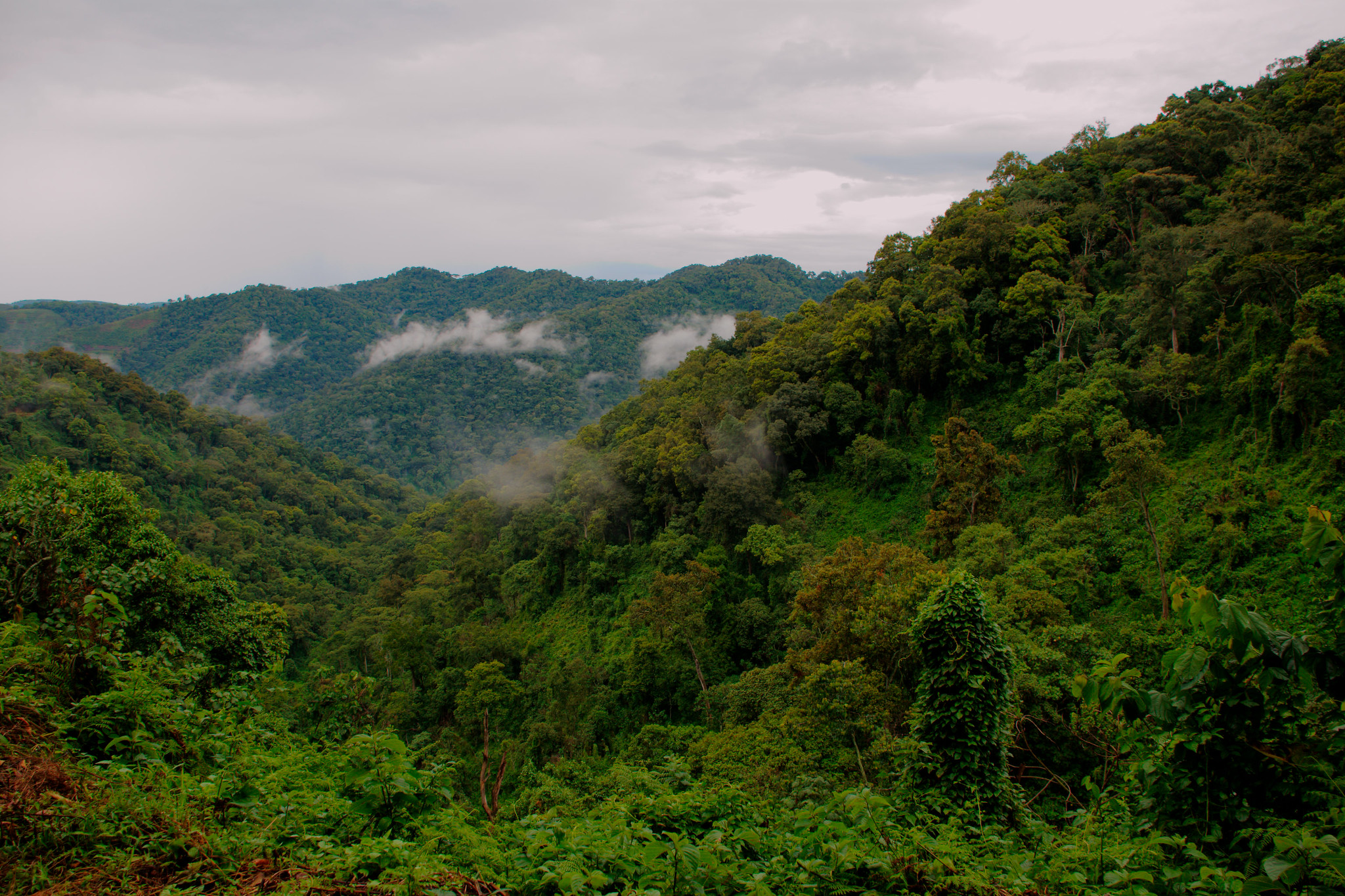 Gorilla Families in Rushaga Sector