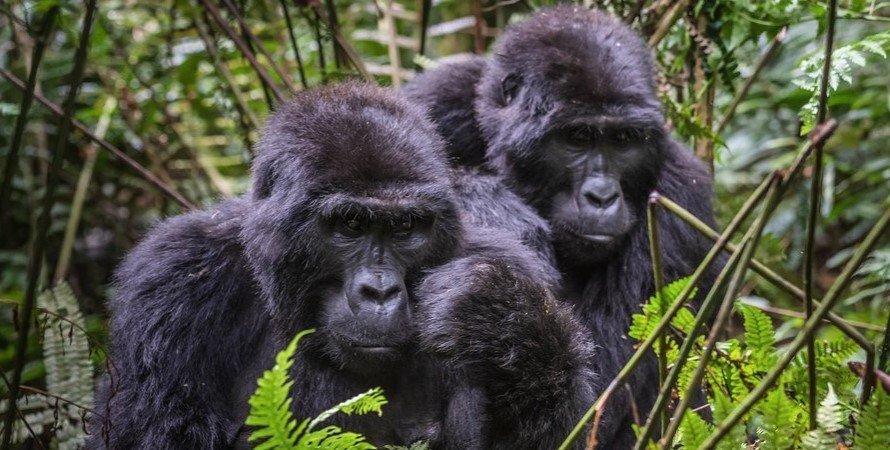 top 10 travel experiences in Uganda and Rwanda