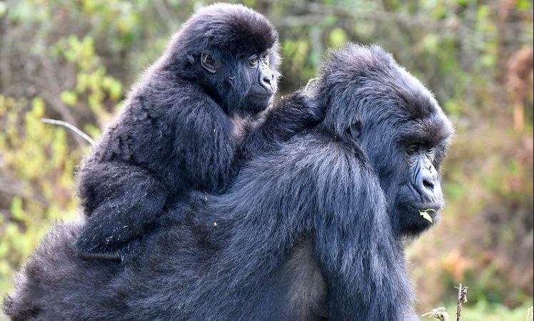 Gorilla safaris in Africa