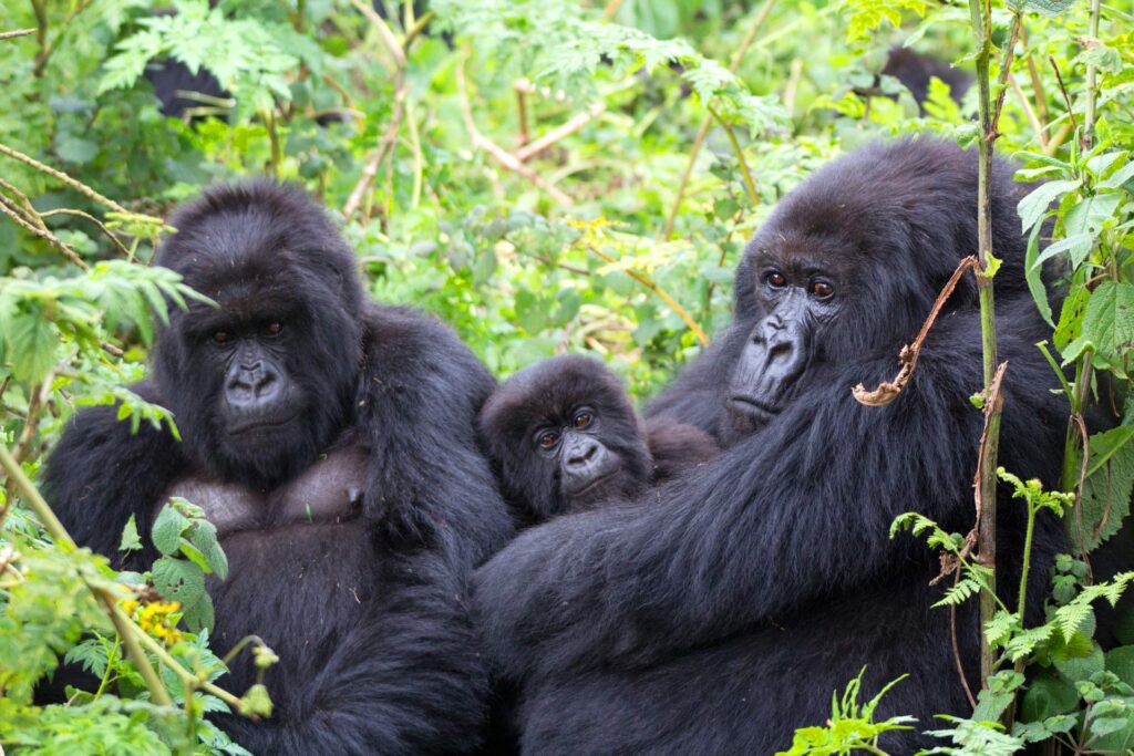 Gorilla safaris in Africa