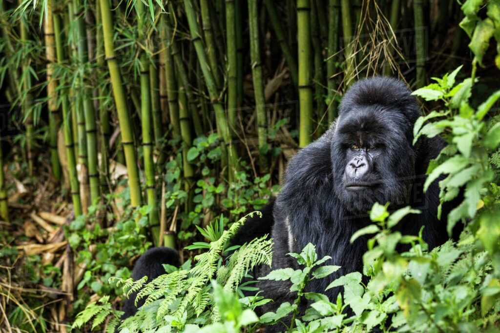 Gorilla safaris in Africa