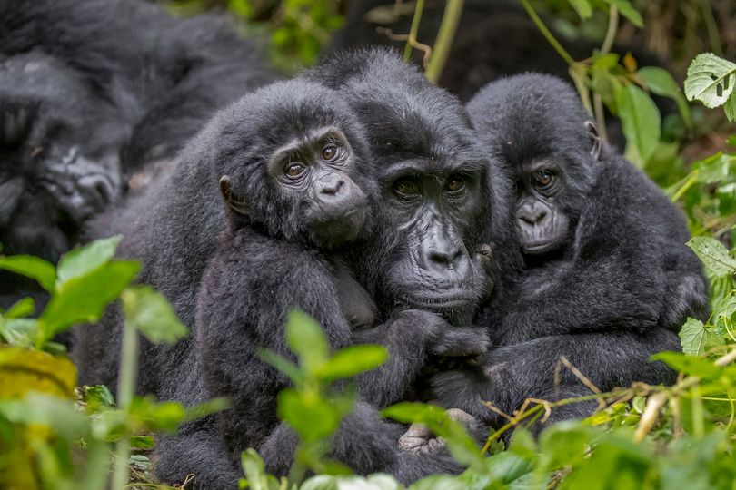 Gorilla families in Rushaga sector