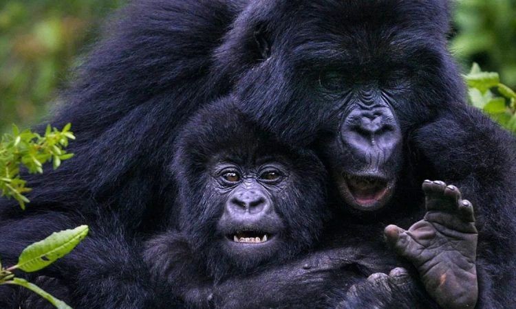 Gorilla families in rushaga sector