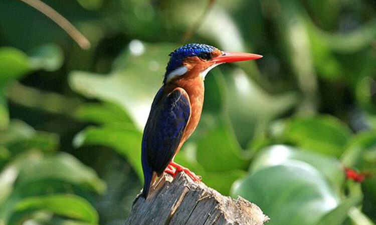 Birding Tours in Rwanda