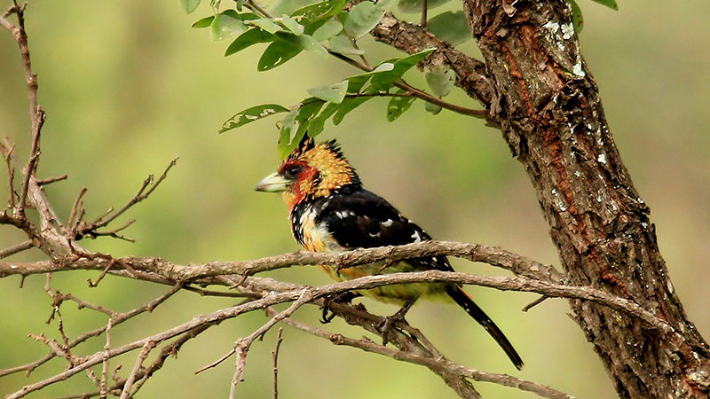 Birding tours in Rwanda