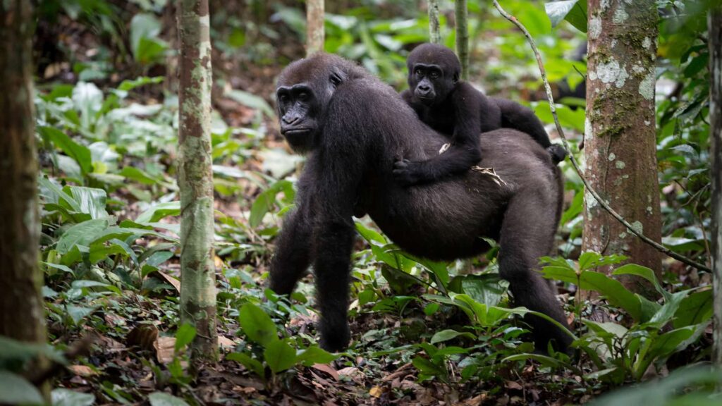 4 Days Congo gorillas & Nyiragongo hiking